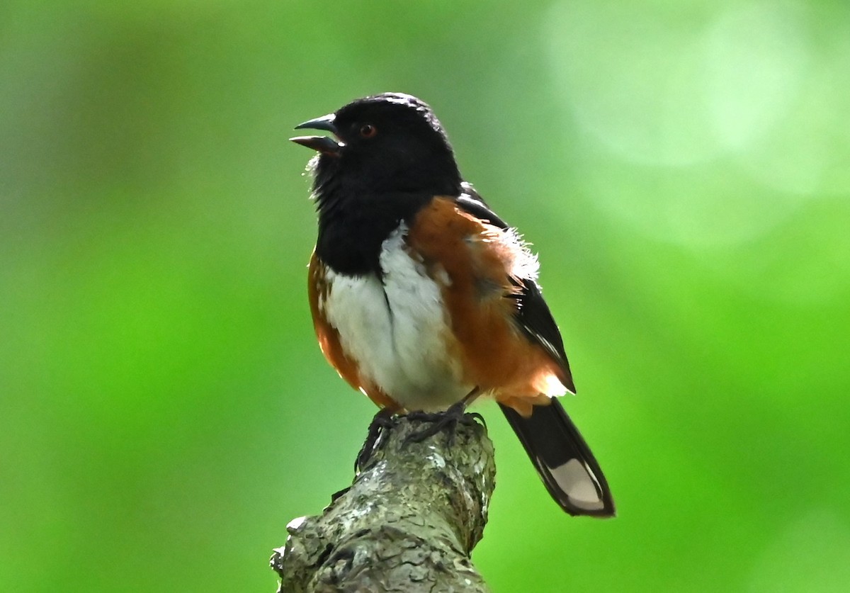 Spotted Towhee - ML619091742