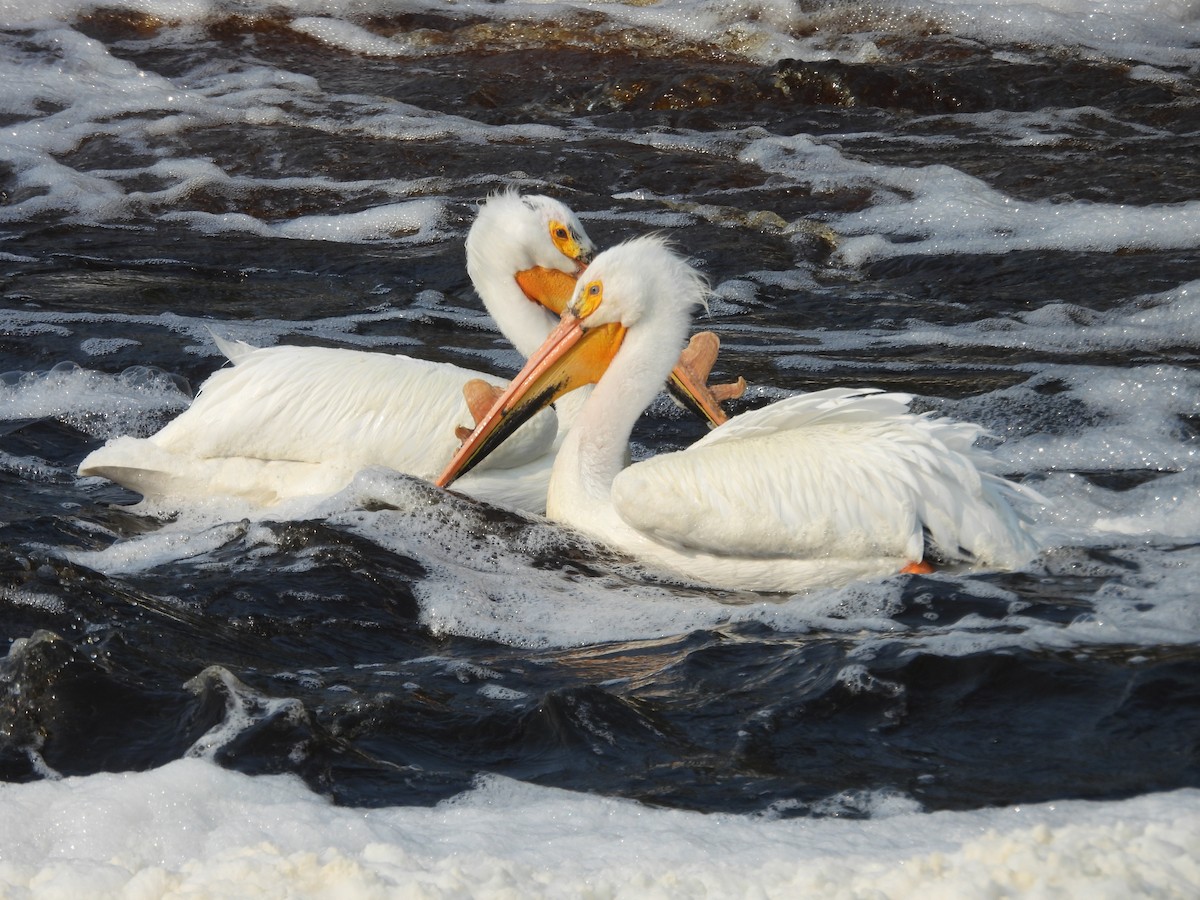 American White Pelican - Paolo Matteucci