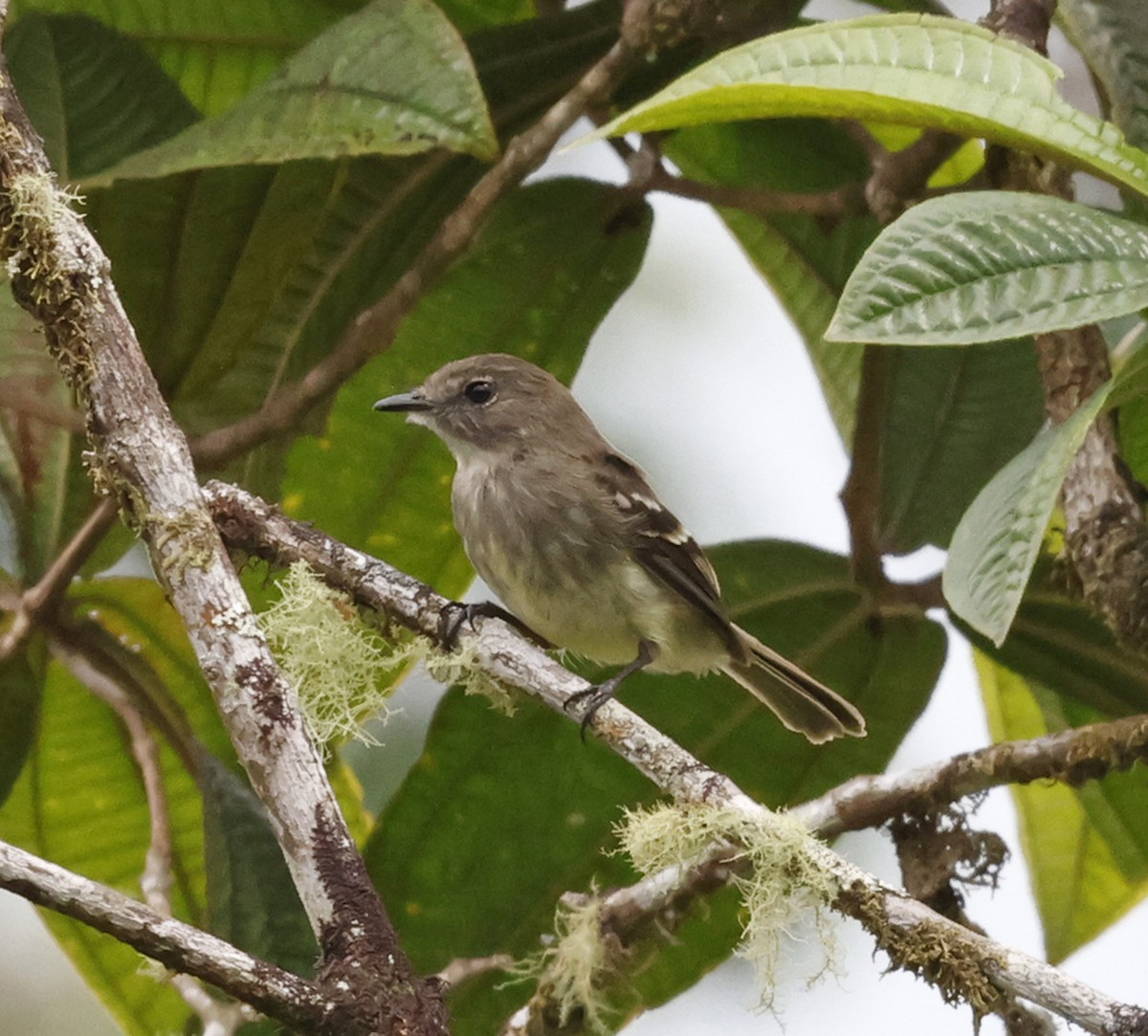 Olive-chested Flycatcher - ML619091782