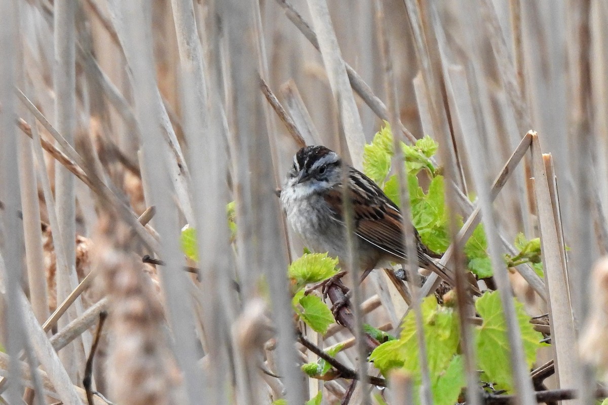 Swamp Sparrow - ML619091815