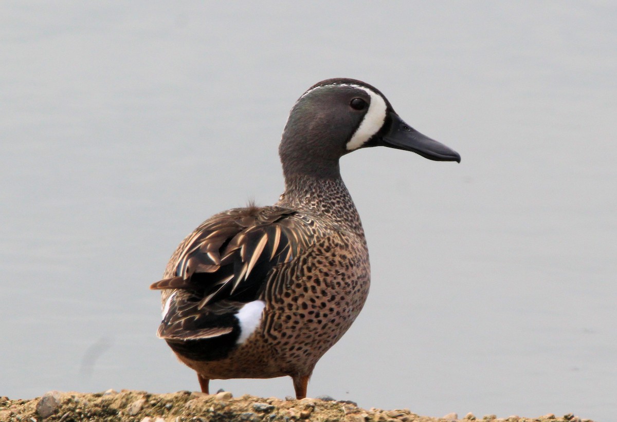 Blue-winged Teal - ML619091816