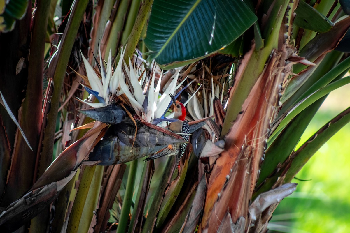 Red-bellied Woodpecker - ML619091847