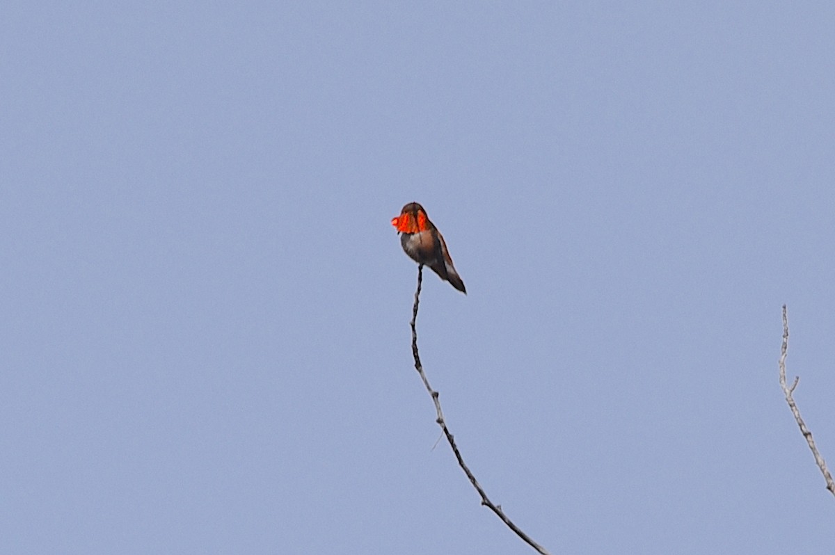 Rufous Hummingbird - ML619091874