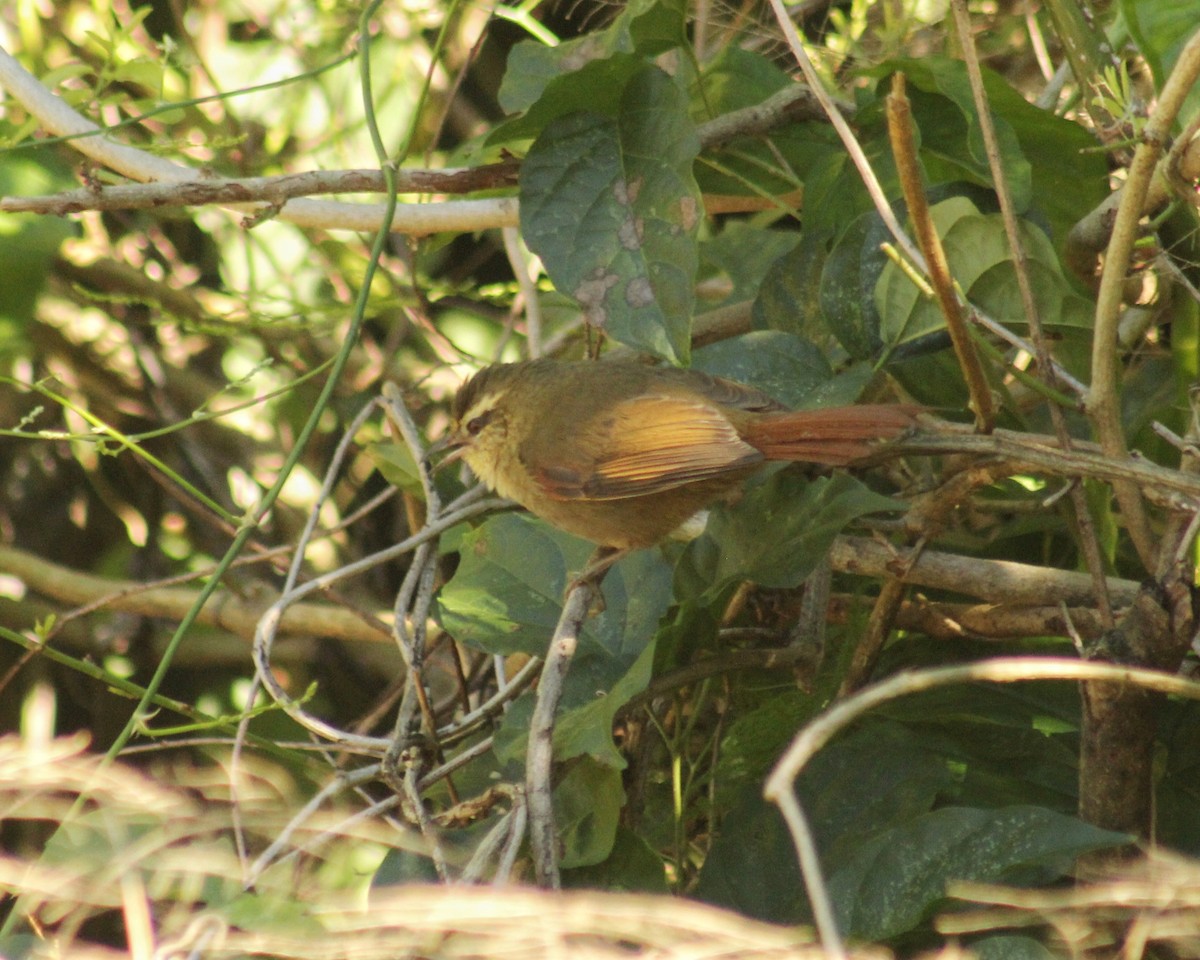 Olive Spinetail - ML619091910