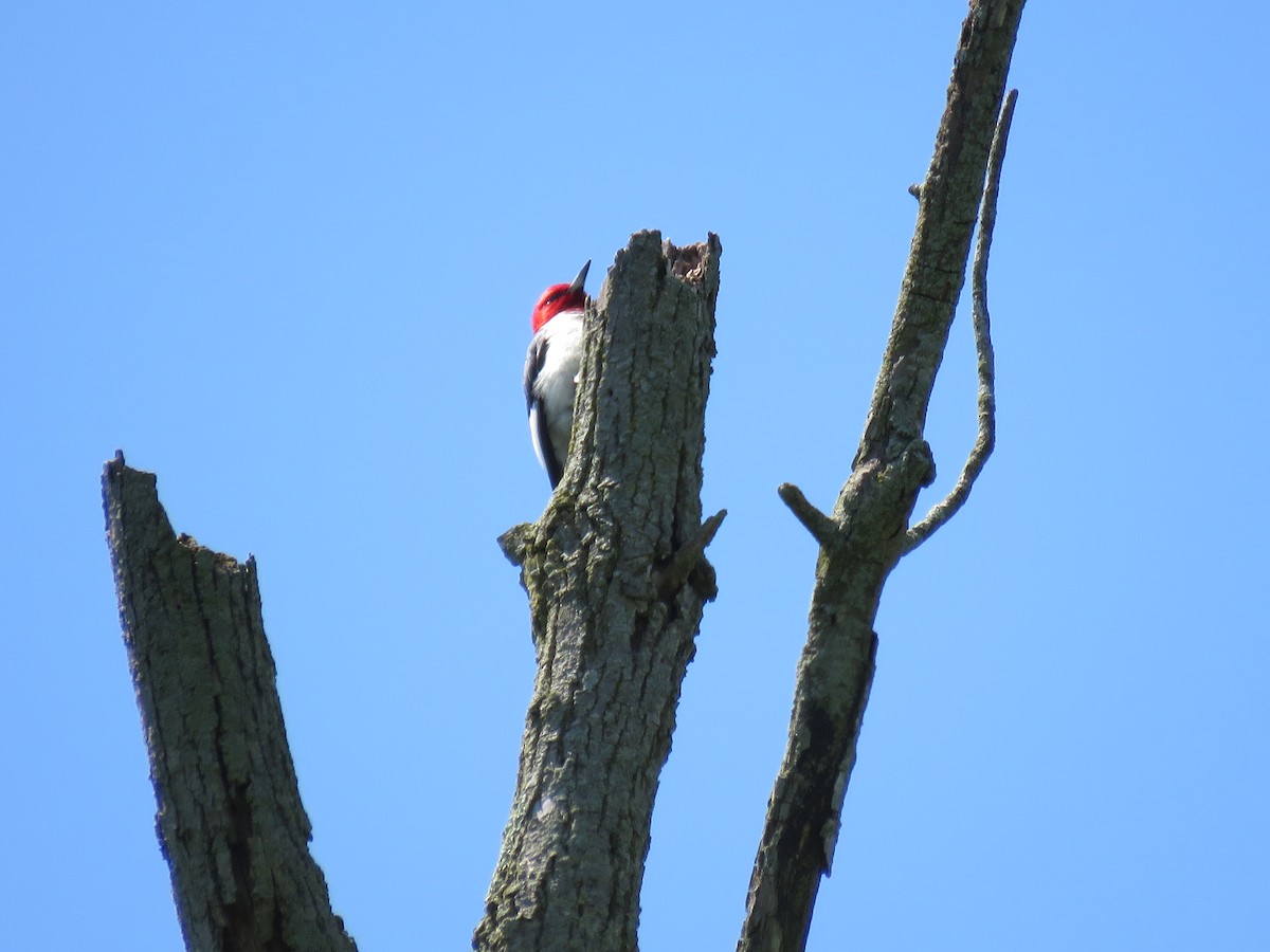 Red-headed Woodpecker - ML619091916