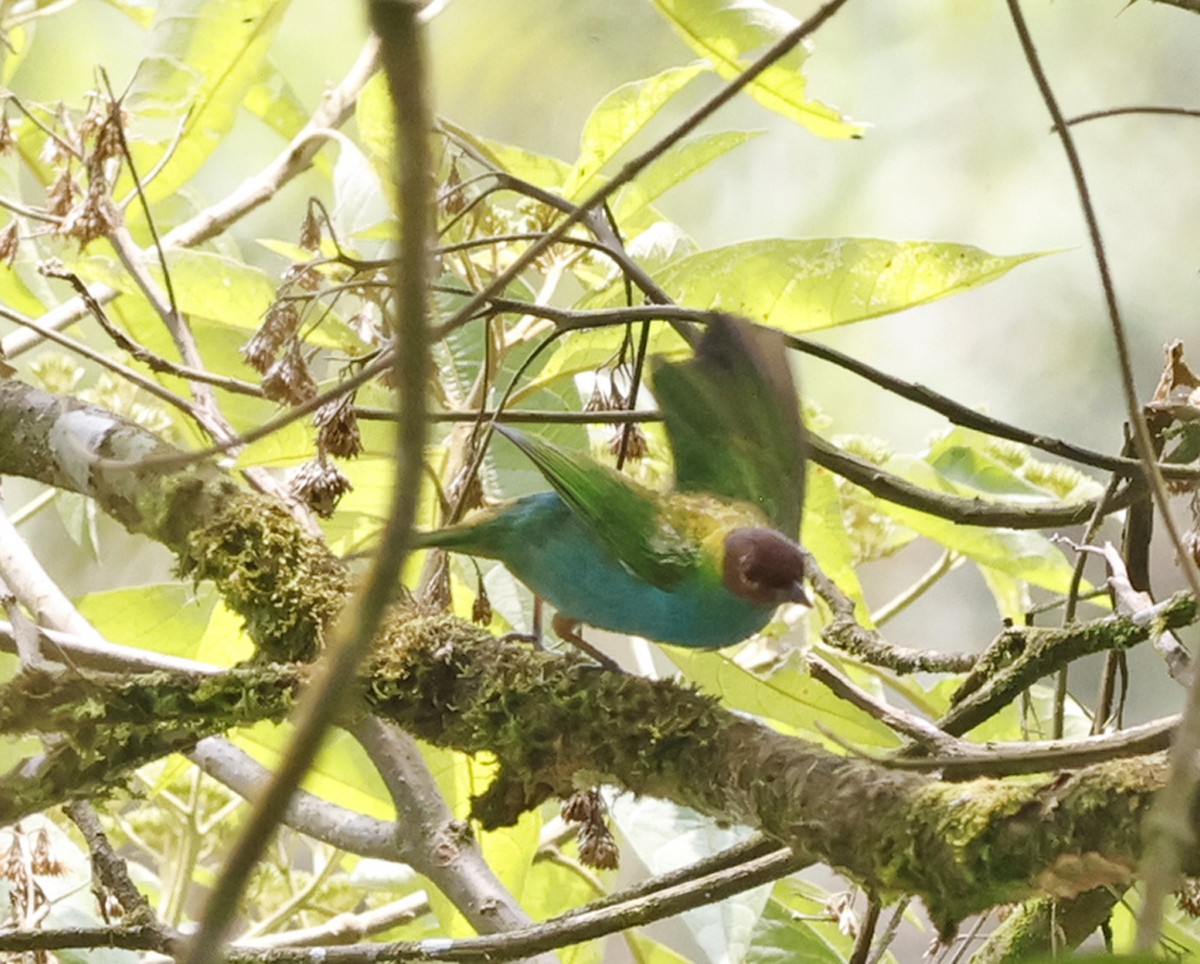 Bay-headed Tanager - ML619091920