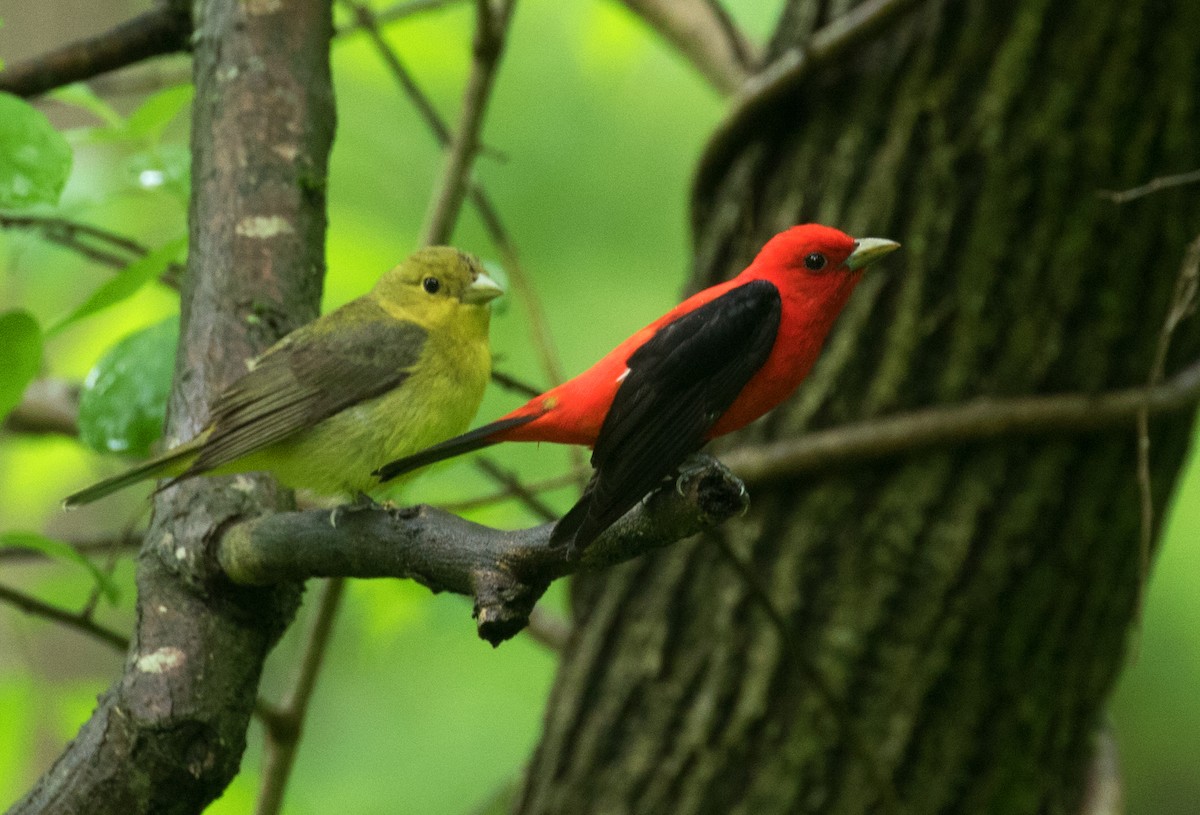 Scarlet Tanager - ML619091929