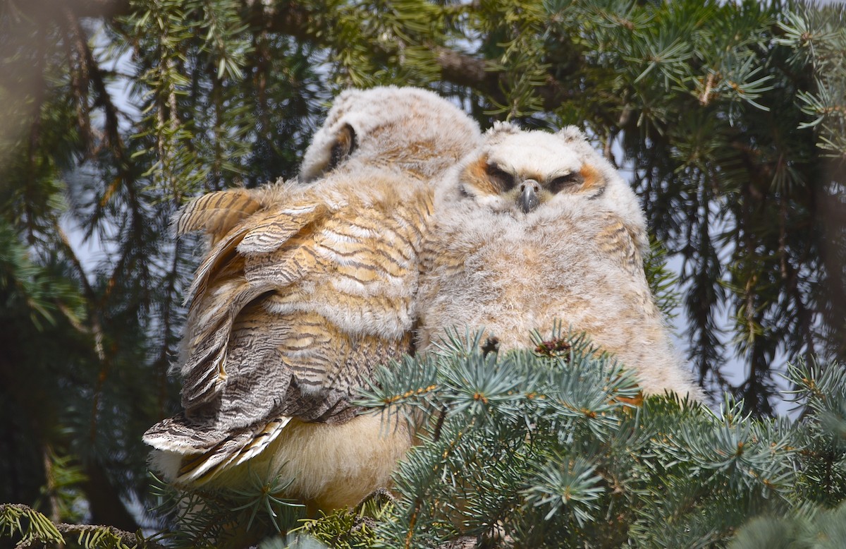 Great Horned Owl - ML619091932