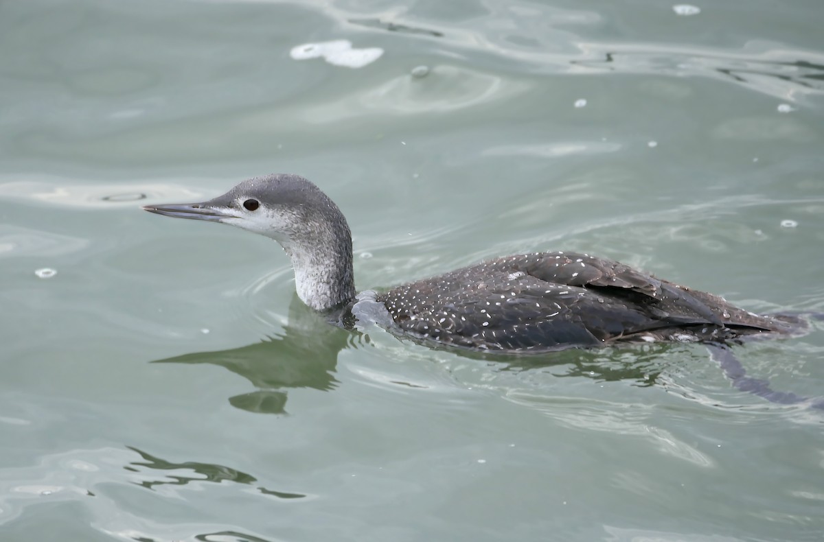 Red-throated Loon - ML619091935