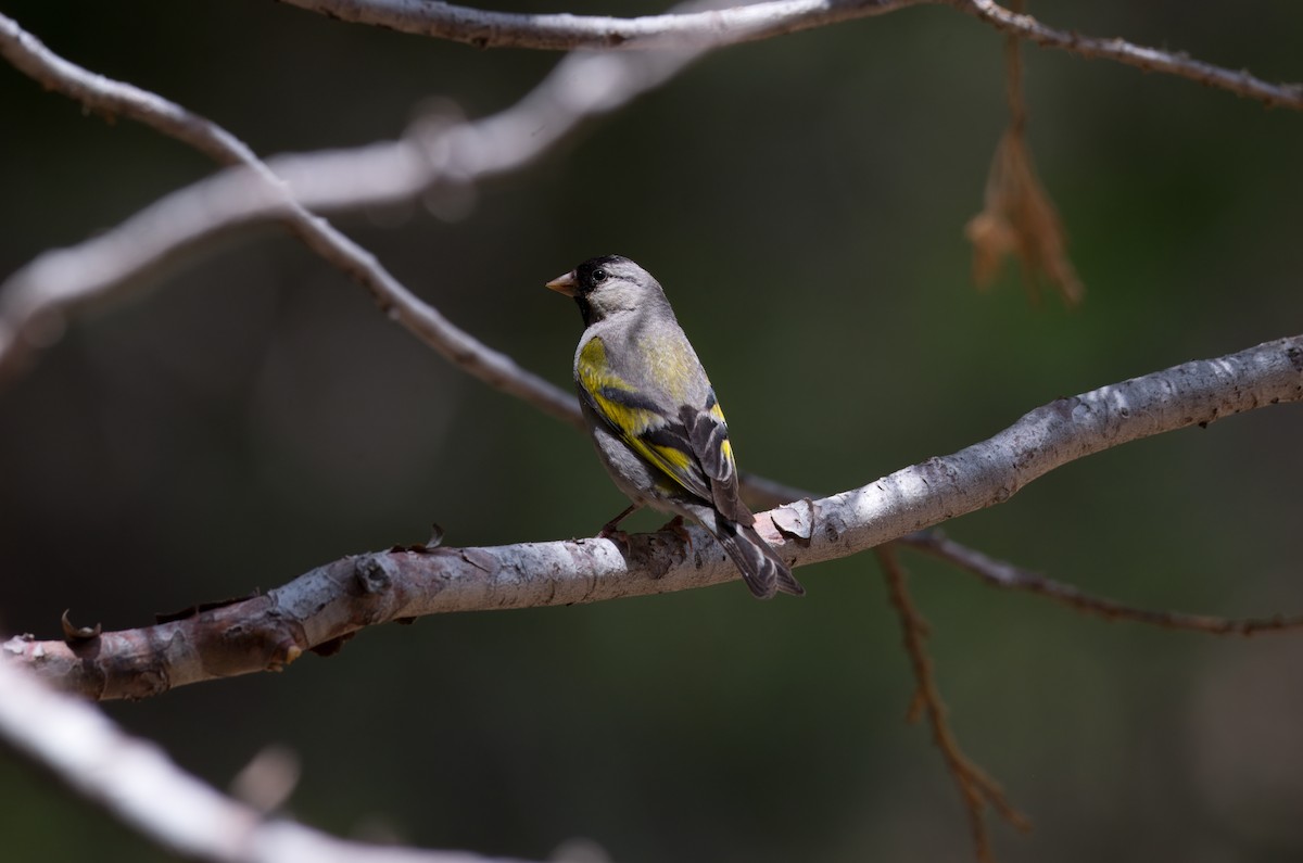 Lawrence's Goldfinch - ML619091936