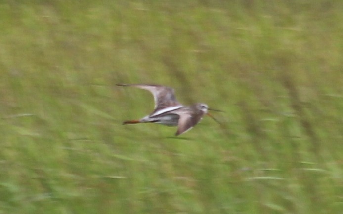 Spotted Redshank - ML619091971