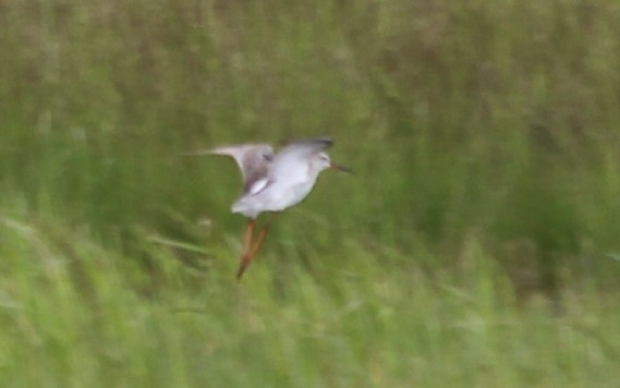 Spotted Redshank - ML619091973