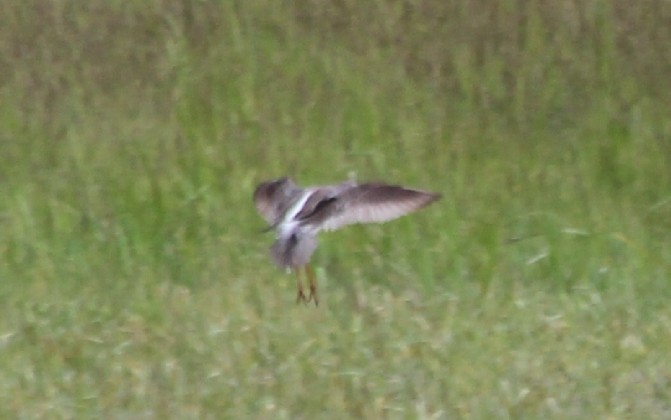 Spotted Redshank - ML619091976