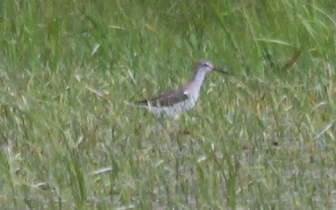 Spotted Redshank - ML619091978