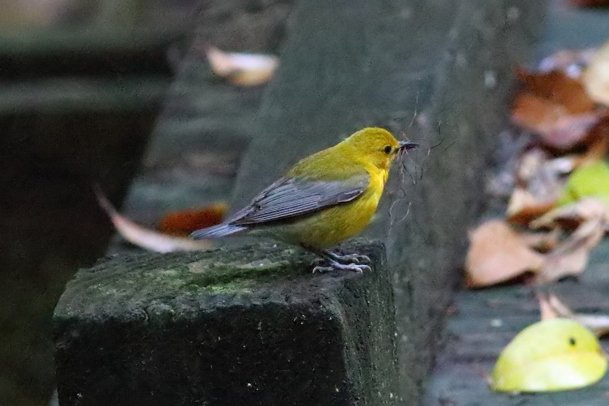 Prothonotary Warbler - ML619091990