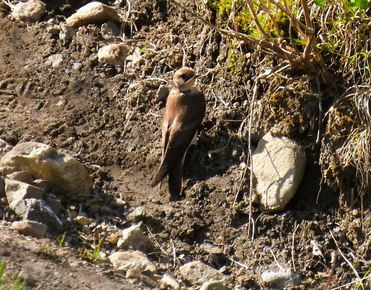 Northern Rough-winged Swallow - ML619092020