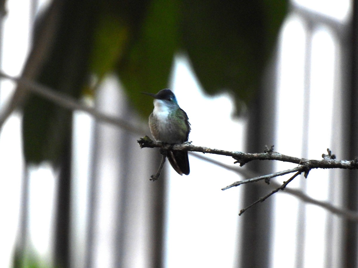 Azure-crowned Hummingbird - ML619092181