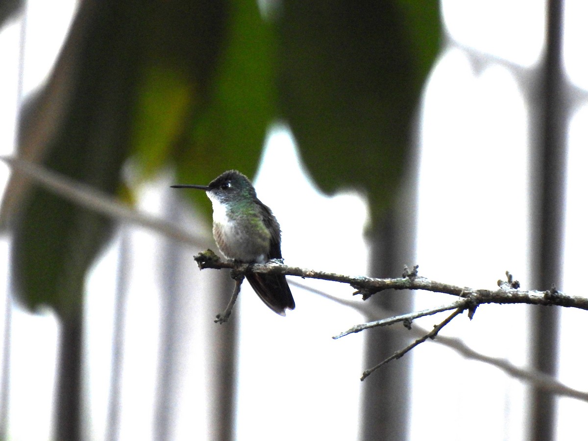 Azure-crowned Hummingbird - ML619092182