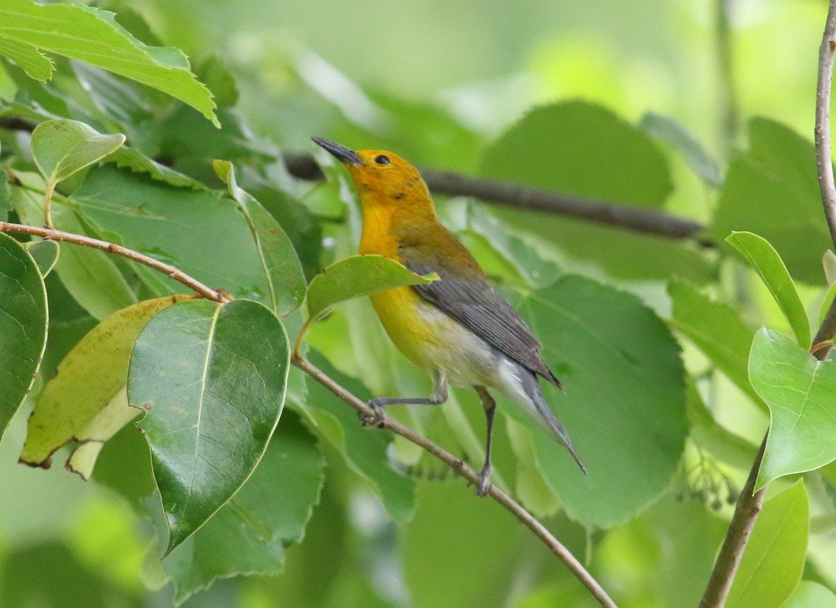 Prothonotary Warbler - ML619092186