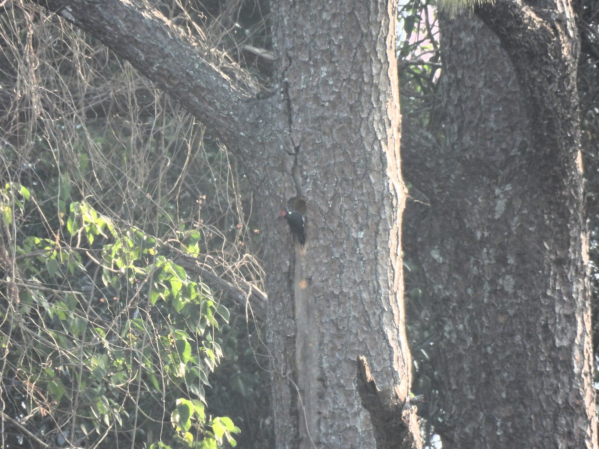 Acorn Woodpecker - ML619092195