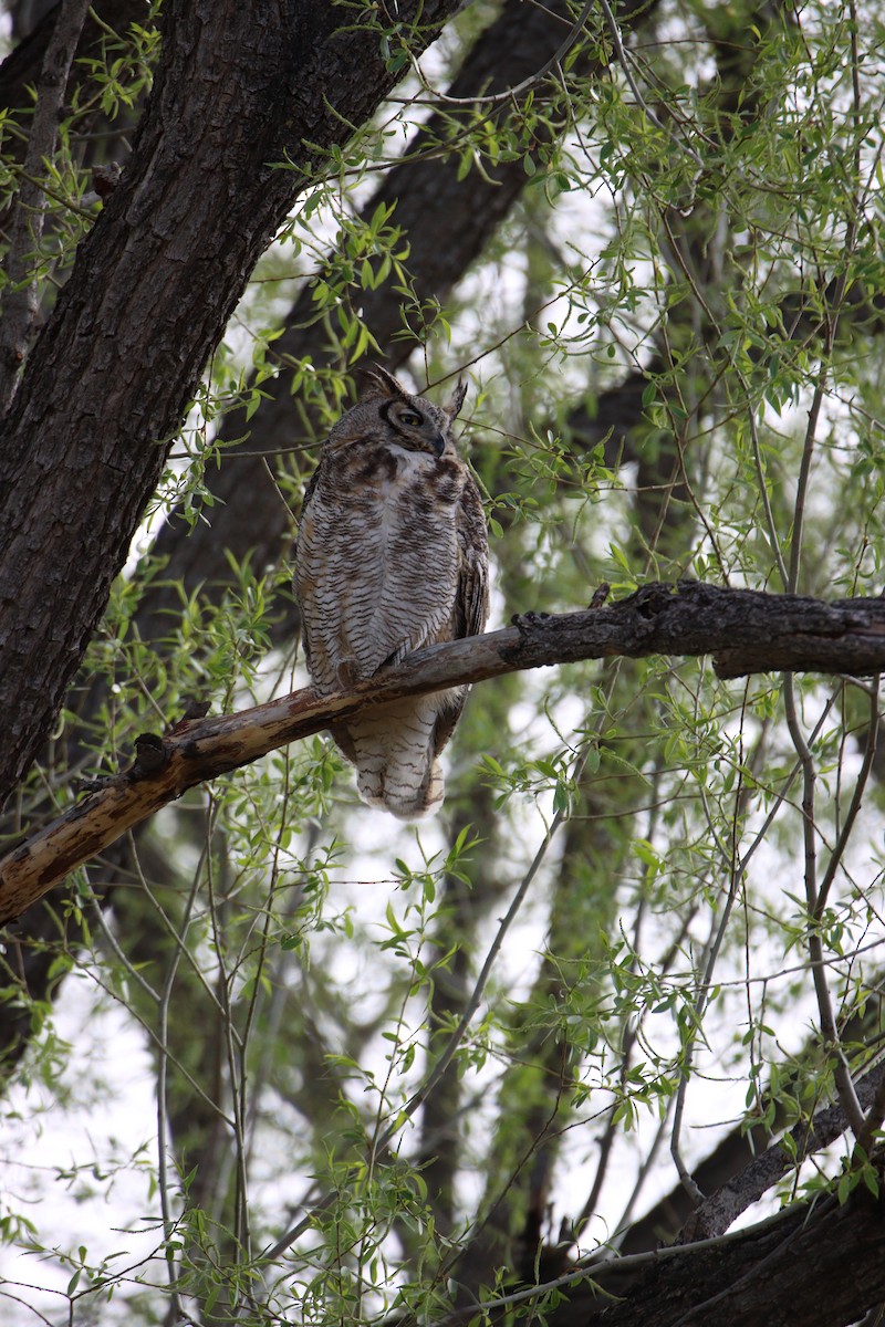 Great Horned Owl - ML619092205