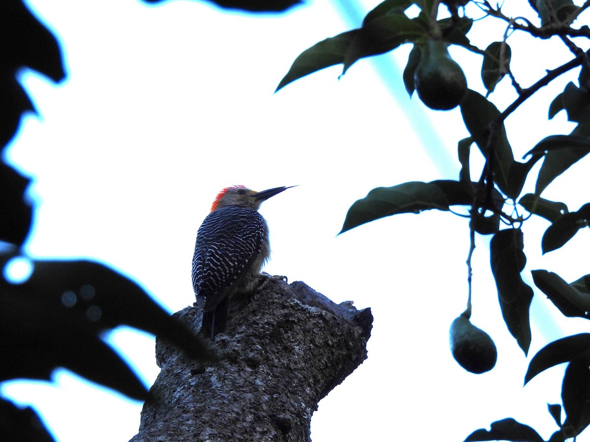 Golden-fronted Woodpecker - ML619092207