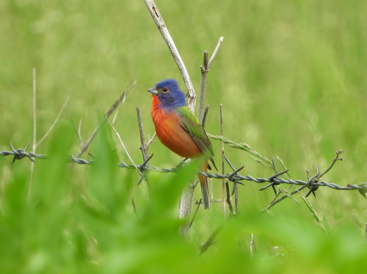 Painted Bunting - ML619092219