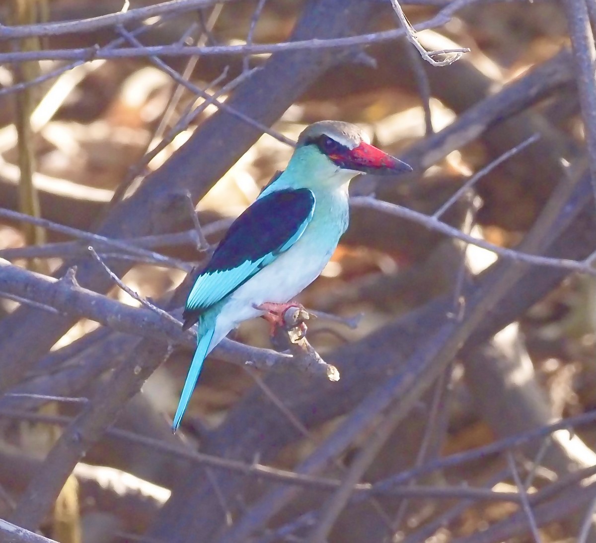 Blue-breasted Kingfisher - ML619092291