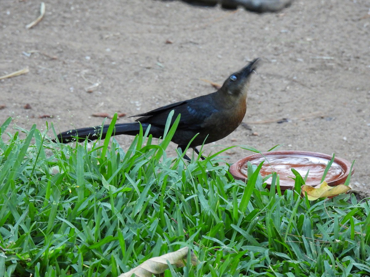 Great-tailed Grackle - ML619092317