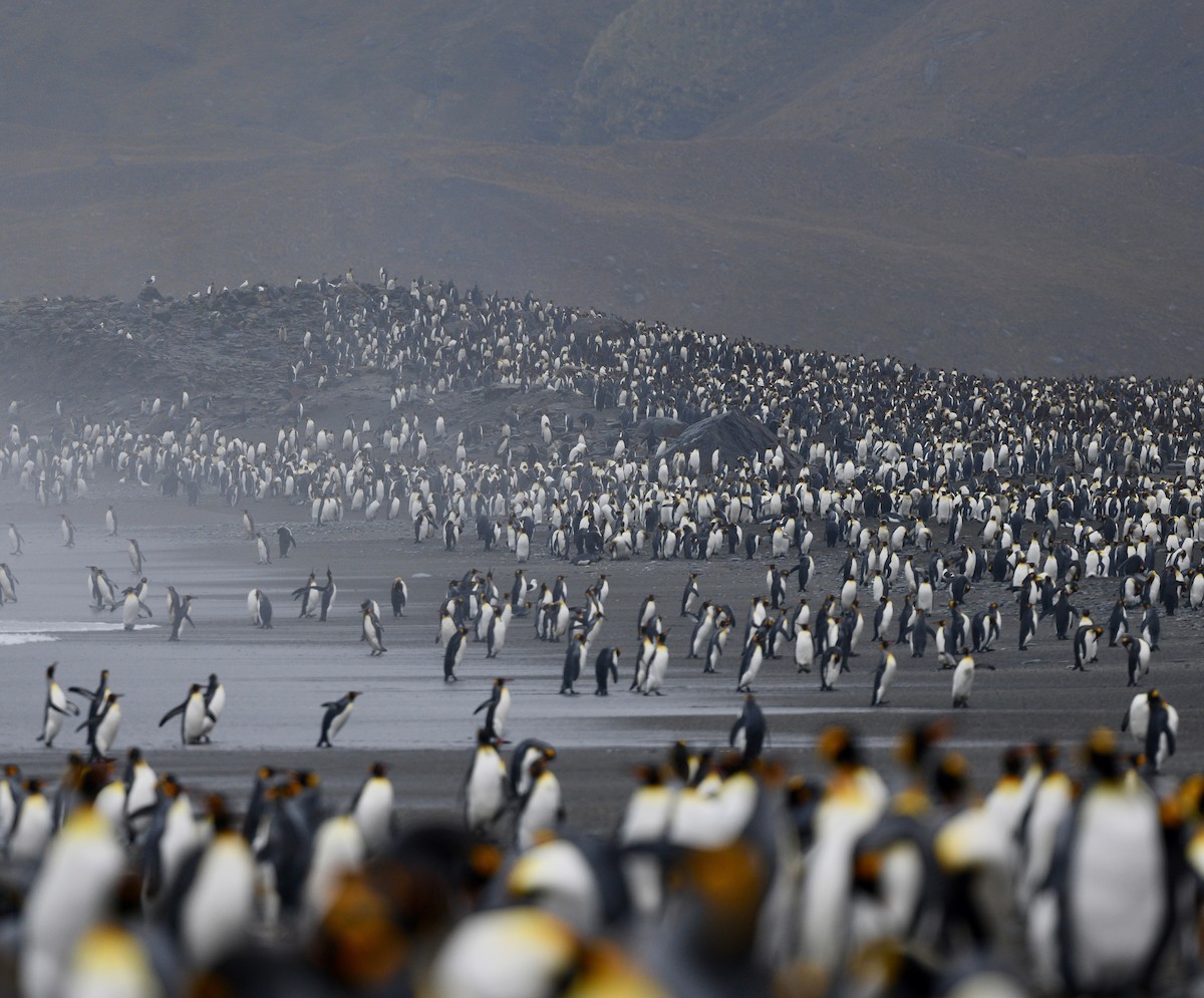 tučňák patagonský - ML619092324