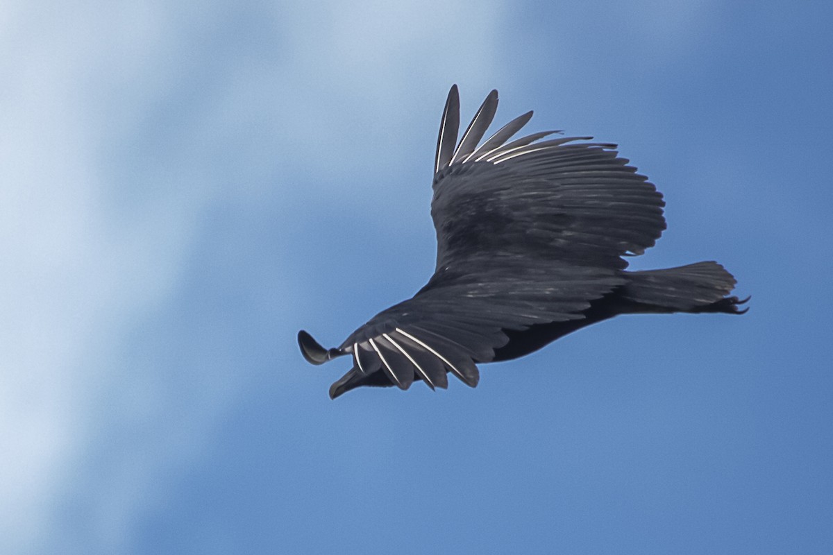 Black Vulture - ML619092355