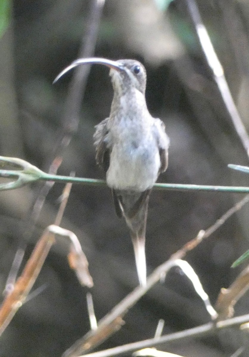 kolibřík běloknírkový - ML619092374