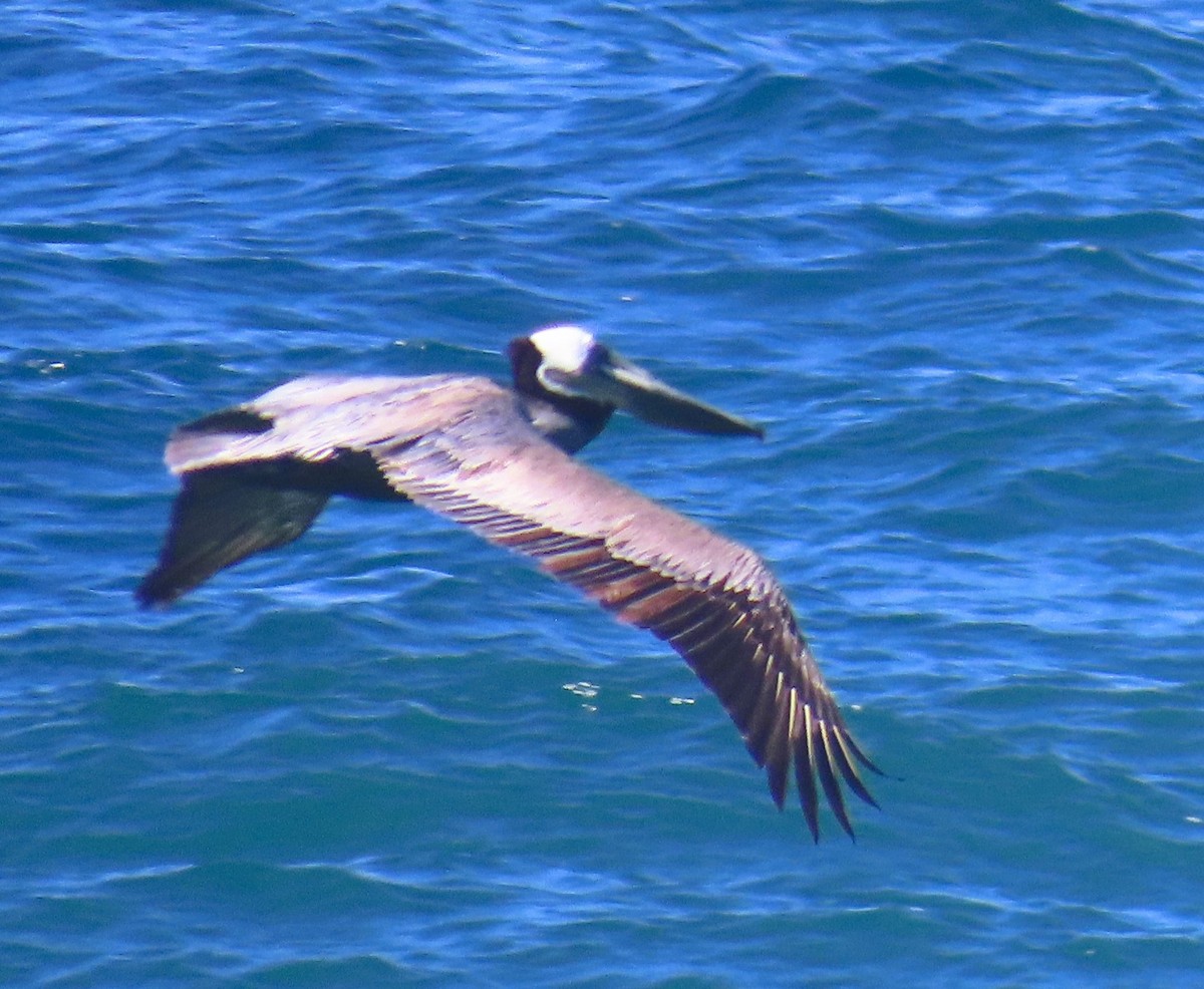 Brown Pelican (California) - ML619092378