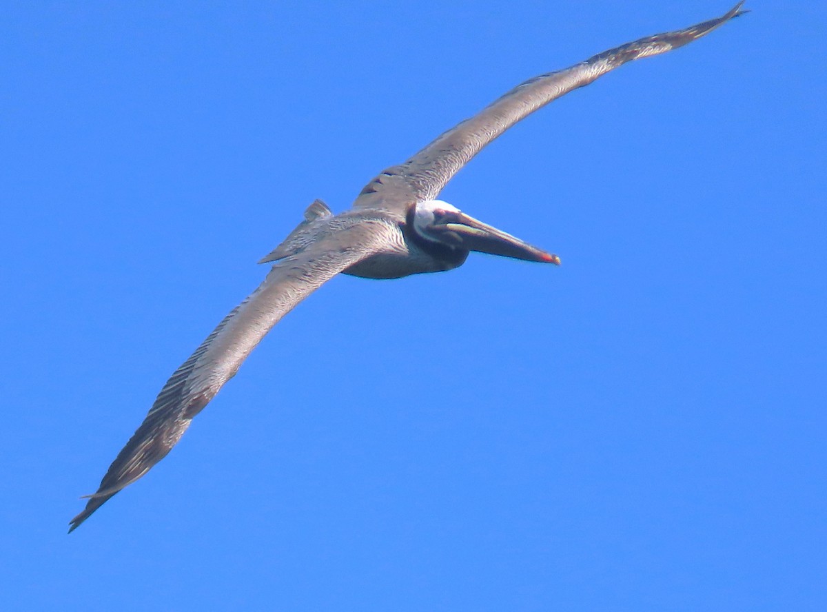 Бурый пеликан (californicus) - ML619092379