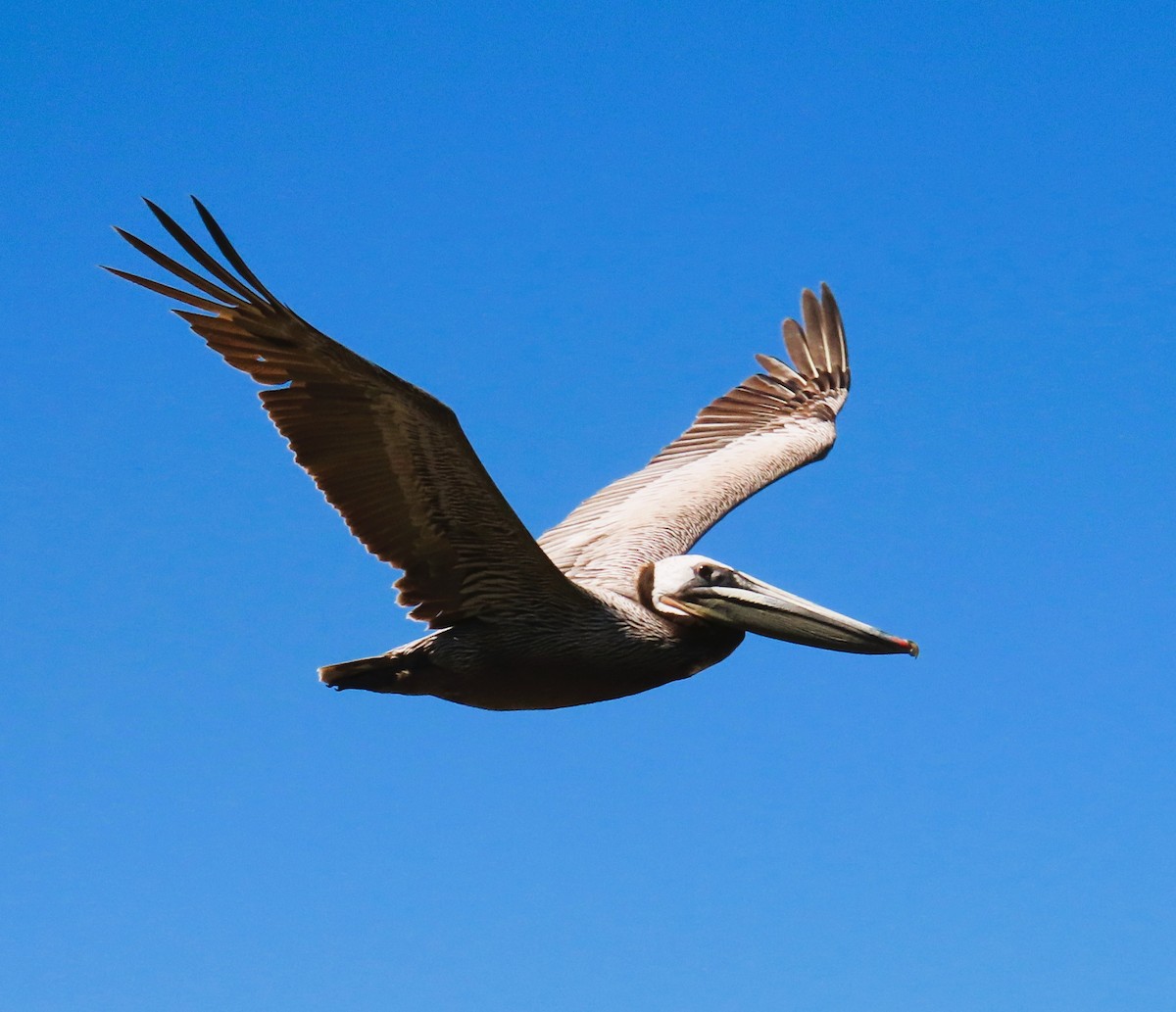 pelikán hnědý (ssp. californicus) - ML619092380