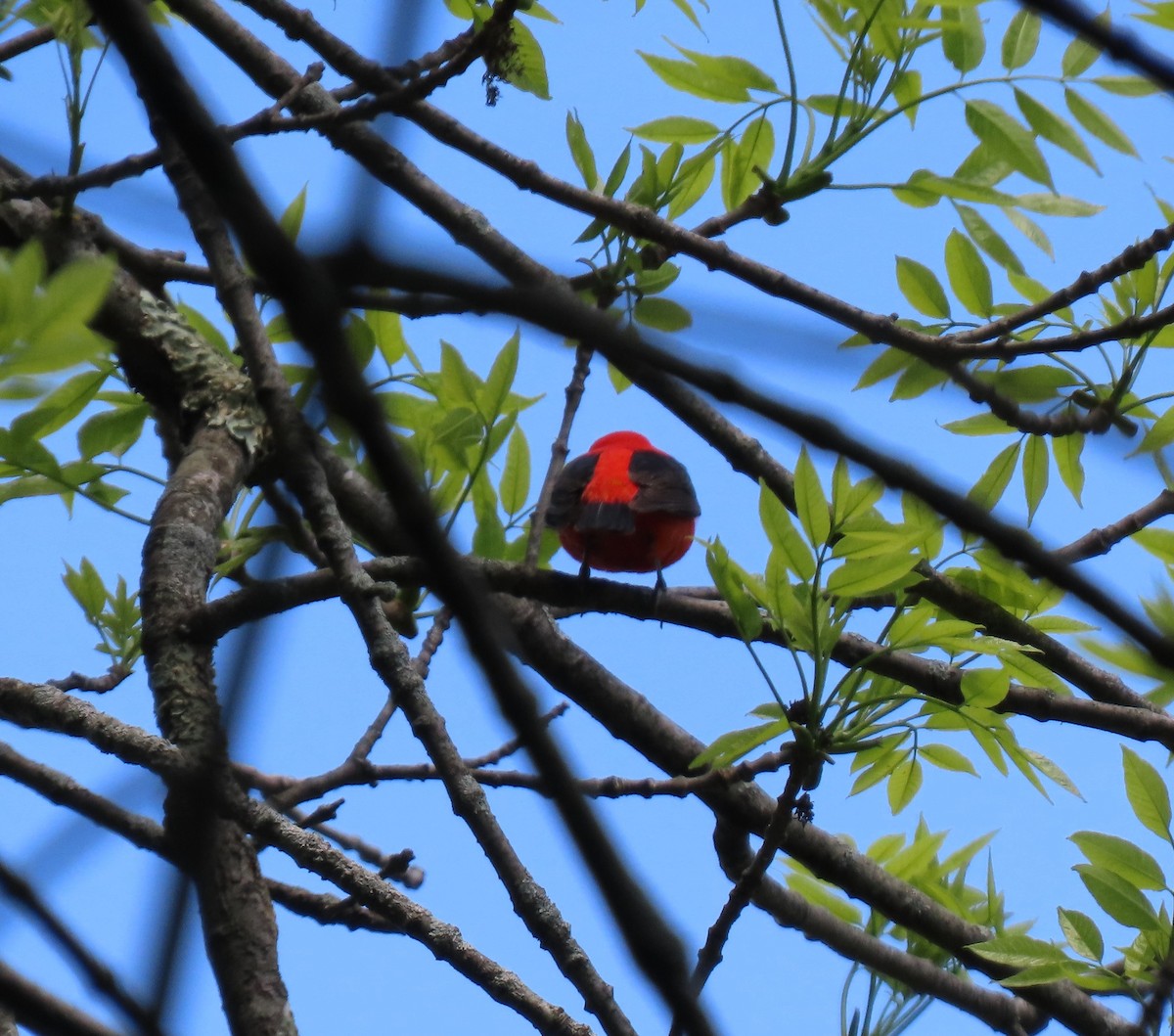 Scarlet Tanager - ML619092465
