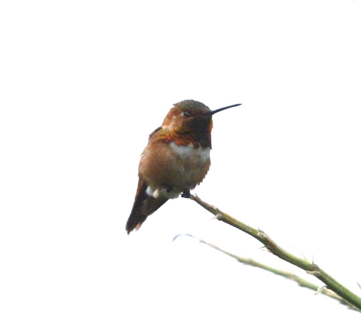 Allen's Hummingbird - ML619092507