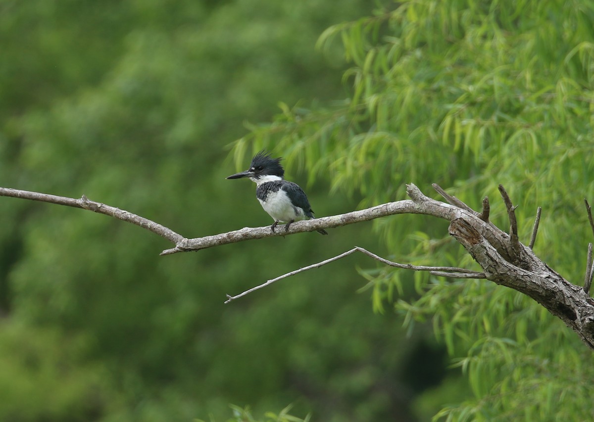 Belted Kingfisher - ML619092531