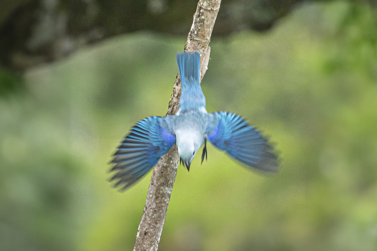 Blue-gray Tanager - ML619092550