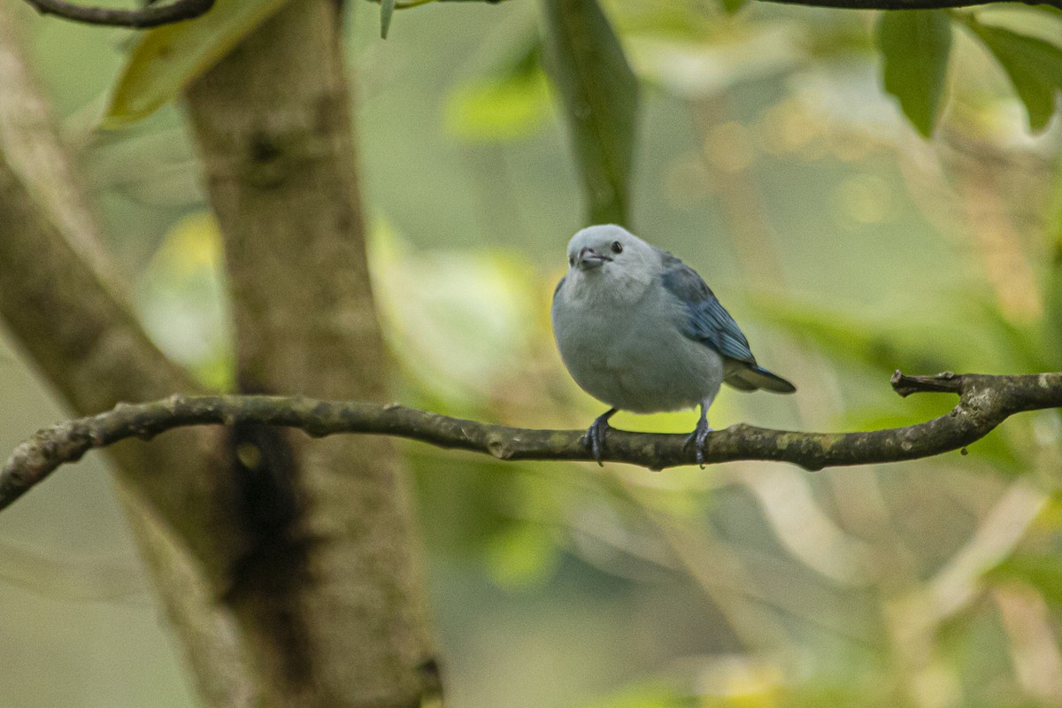 Blue-gray Tanager - ML619092552