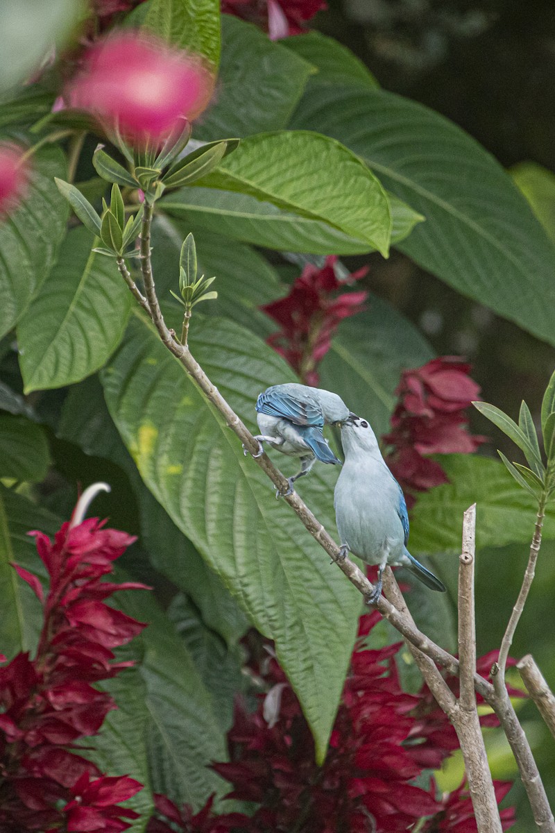 Blue-gray Tanager - ML619092553
