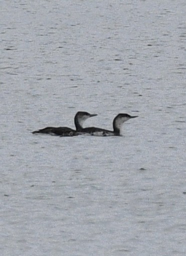 Red-throated Loon - ML619092566