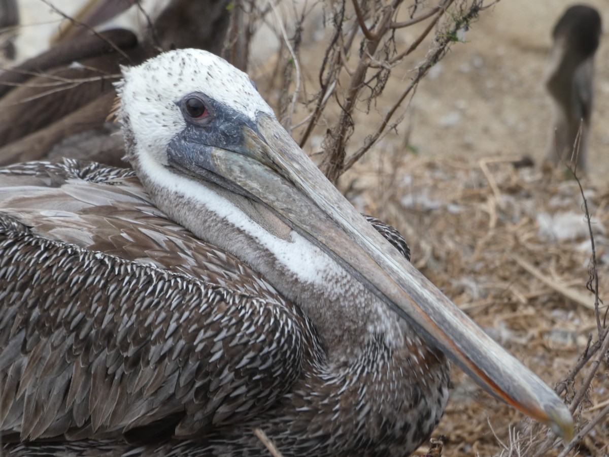 pelikán hnědý (ssp. californicus) - ML619092610