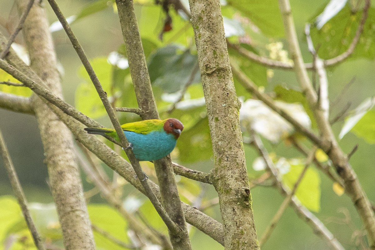Bay-headed Tanager - ML619092621