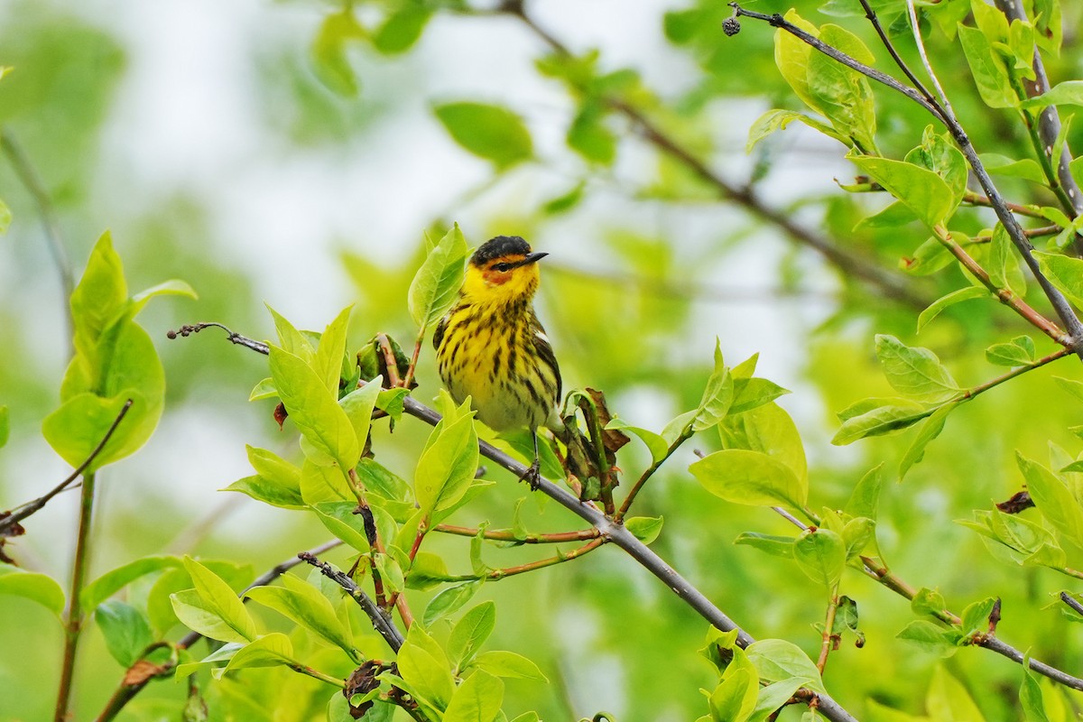Cape May Warbler - ML619092638