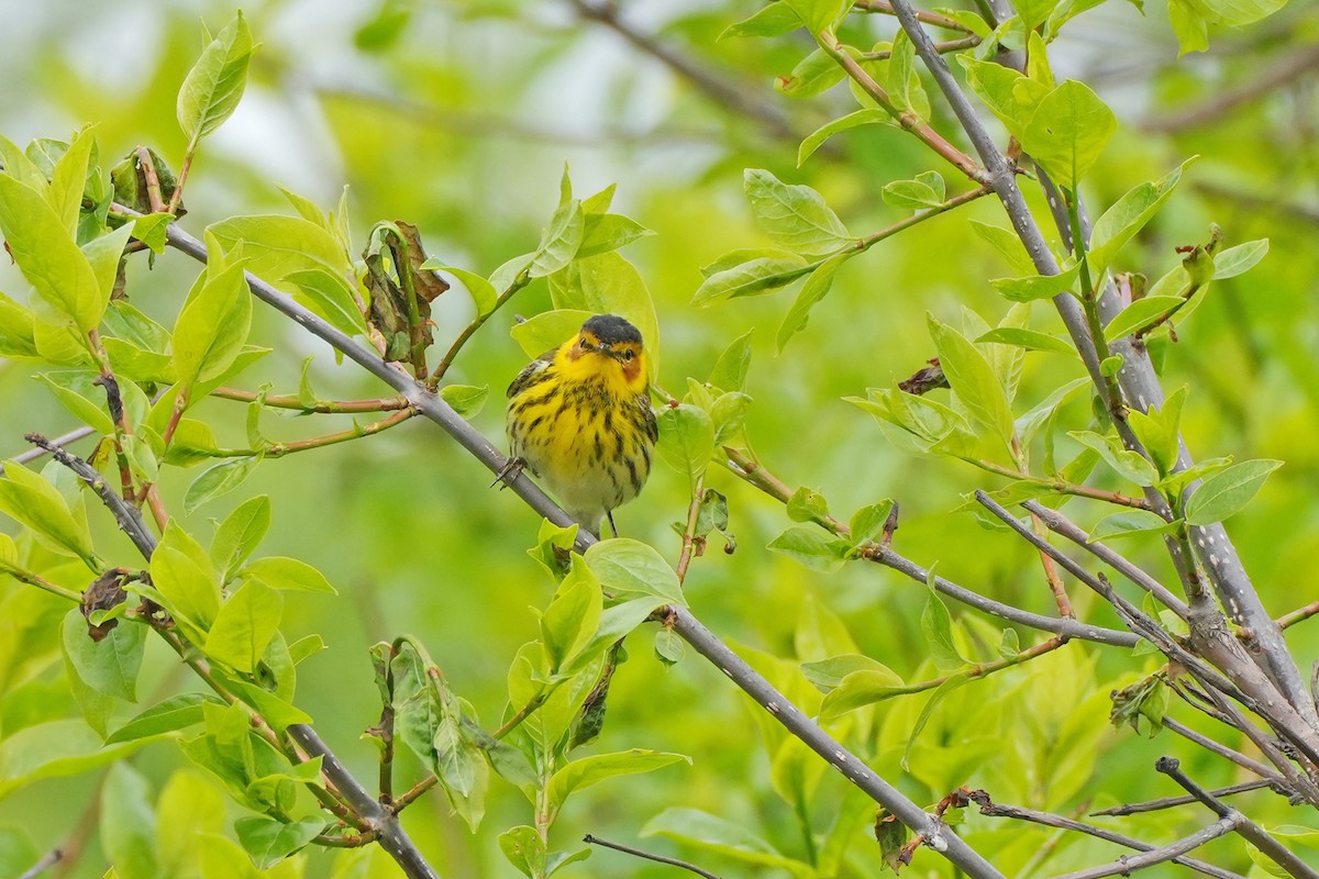Cape May Warbler - ML619092639