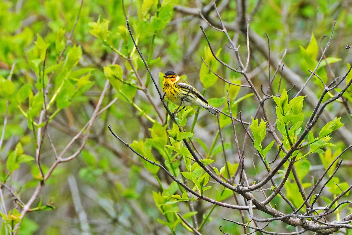 Cape May Warbler - ML619092640