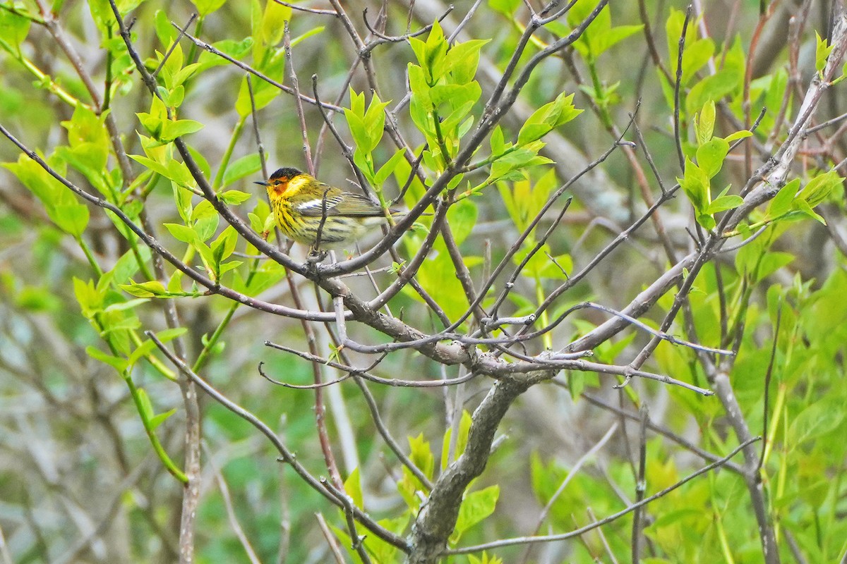 Cape May Warbler - ML619092641