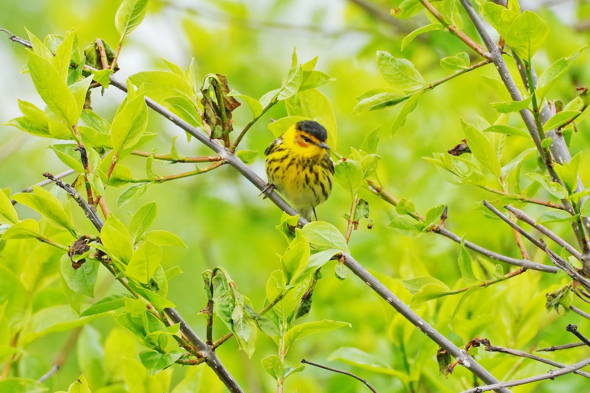 Cape May Warbler - ML619092642