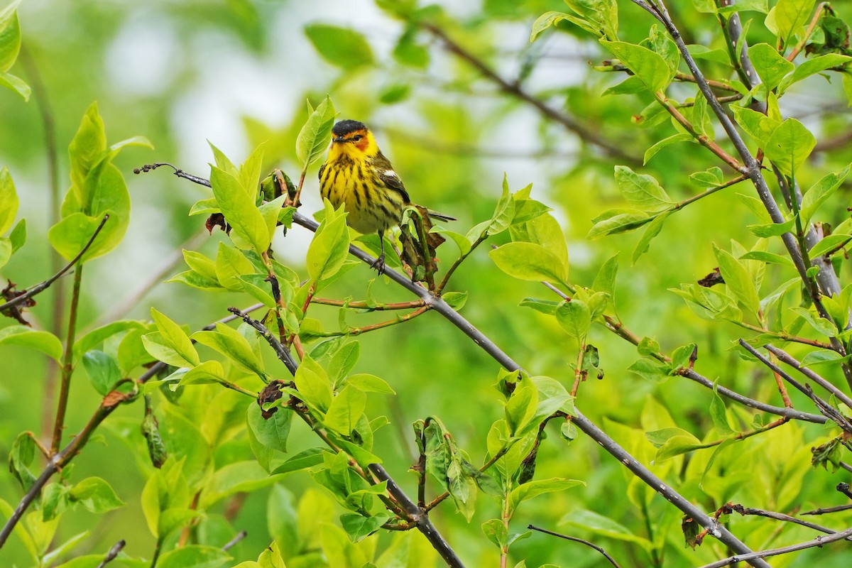 Cape May Warbler - ML619092644